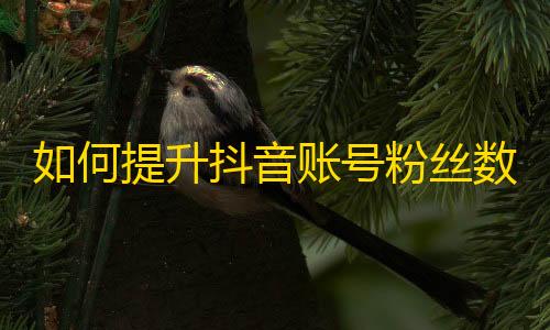 如何提升抖音账号粉丝数量？一位达人的经验分享！