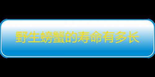 野生螃蟹的寿命有多长